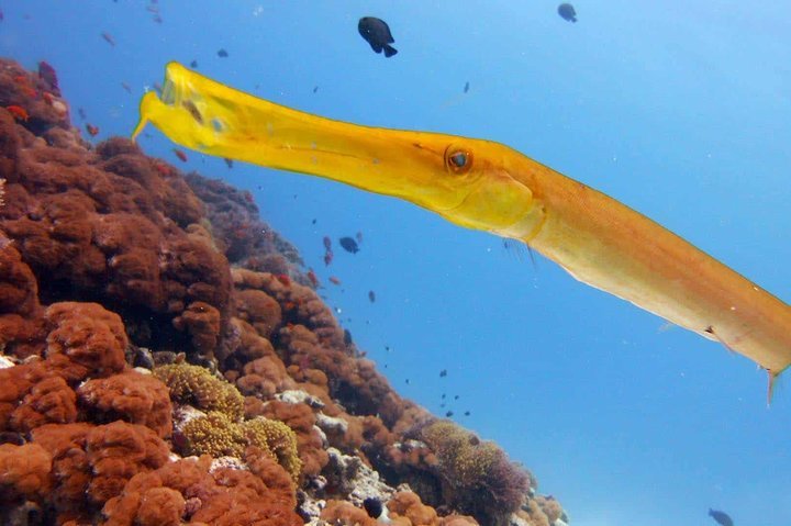 Zanzibar: Mnemba Island Snorkeling Trip and Seafood Lunch