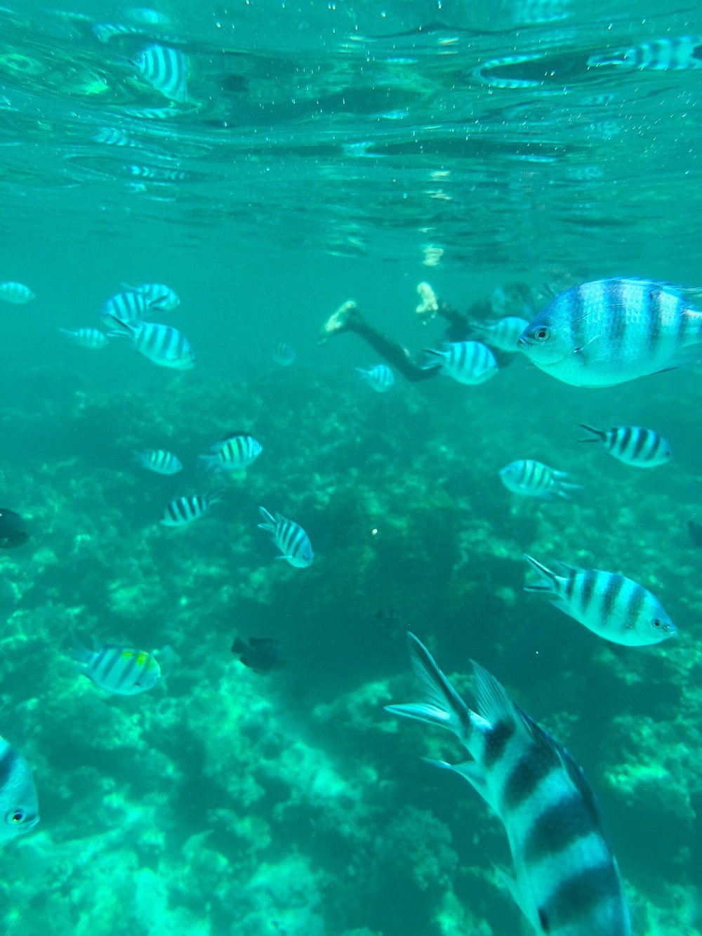 Zanzibar: Mnemba Island Snorkeling Trip and Seafood Lunch