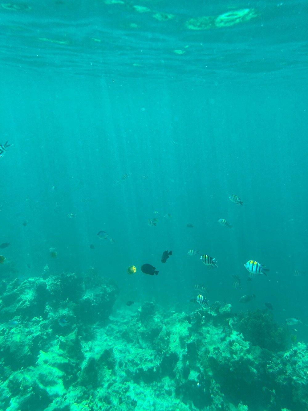 Zanzibar: Mnemba Island Snorkeling Trip and Seafood Lunch