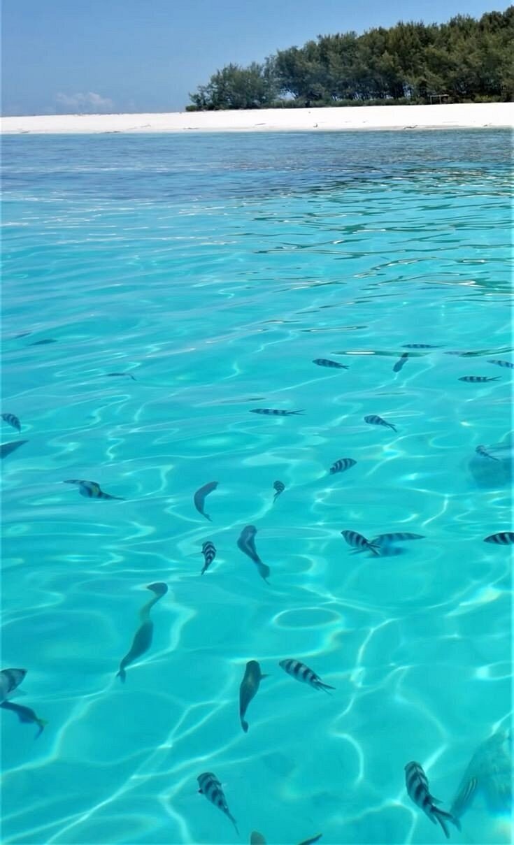 Zanzibar: Mnemba Island Snorkeling Trip and Seafood Lunch