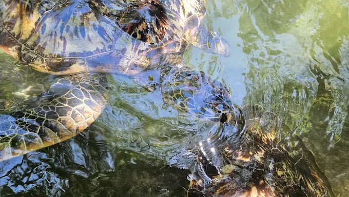 Zanzibar: Mnemba Island Tour with Dolphin Watching, Snorkeling and Turtle Lagoon