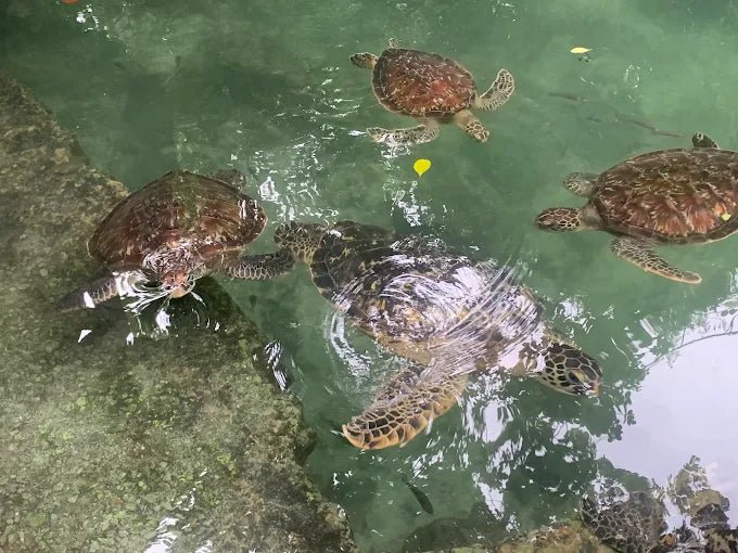 Zanzibar: Mnemba Island Tour with Dolphin Watching, Snorkeling and Turtle Lagoon