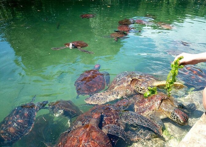 Zanzibar: Mnemba Island Tour with Dolphin Watching, Snorkeling and Turtle Lagoon