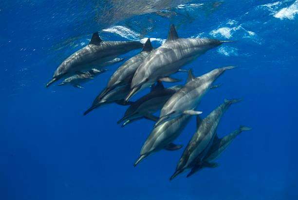 Zanzibar: Mnemba Reef Snorkeling and Dolphin Tour with Lunch on the Island