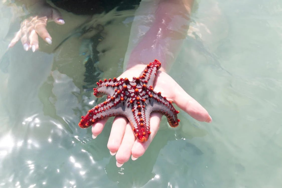 Zanzibar: Mnemba Reef Snorkeling and Dolphin Tour with Lunch on the Island