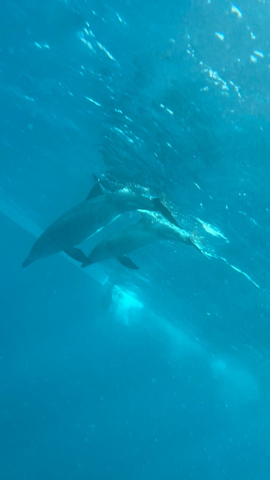 Zanzibar: Mnemba Reef Snorkeling and Dolphin Tour with Lunch on the Island