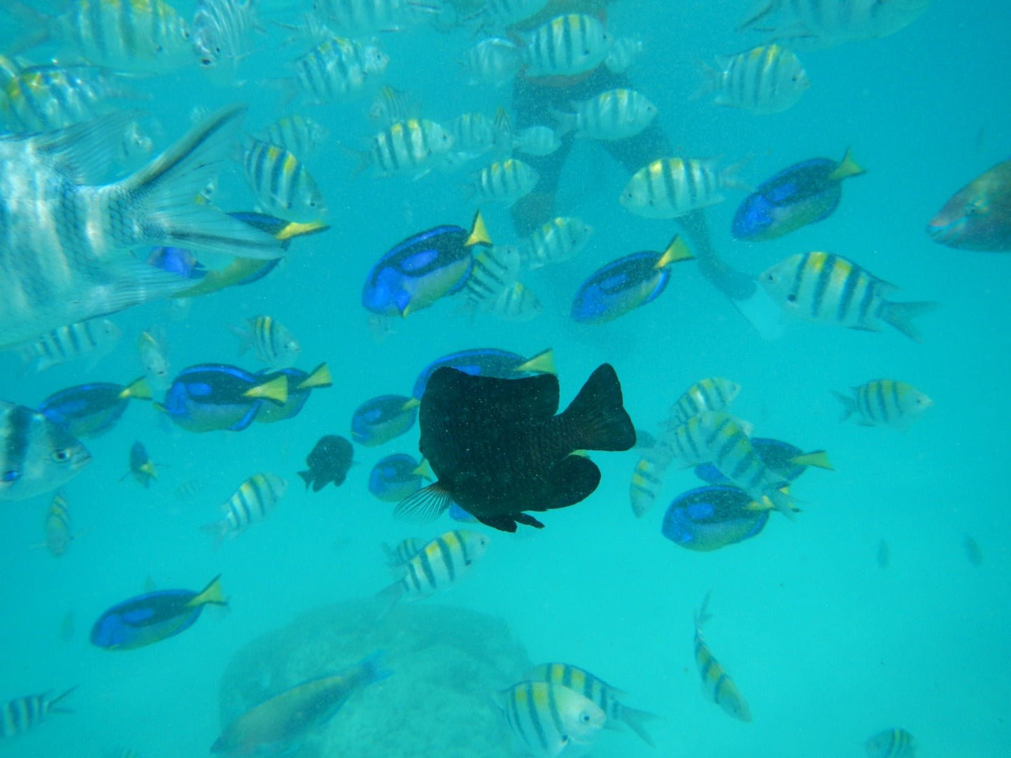 Zanzibar: Mnemba Reef Snorkeling and Dolphin Tour with Lunch on the Island