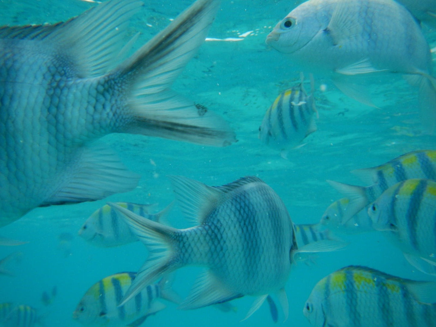 Zanzibar: Mnemba Reef Snorkeling and Dolphin Tour with Lunch on the Island