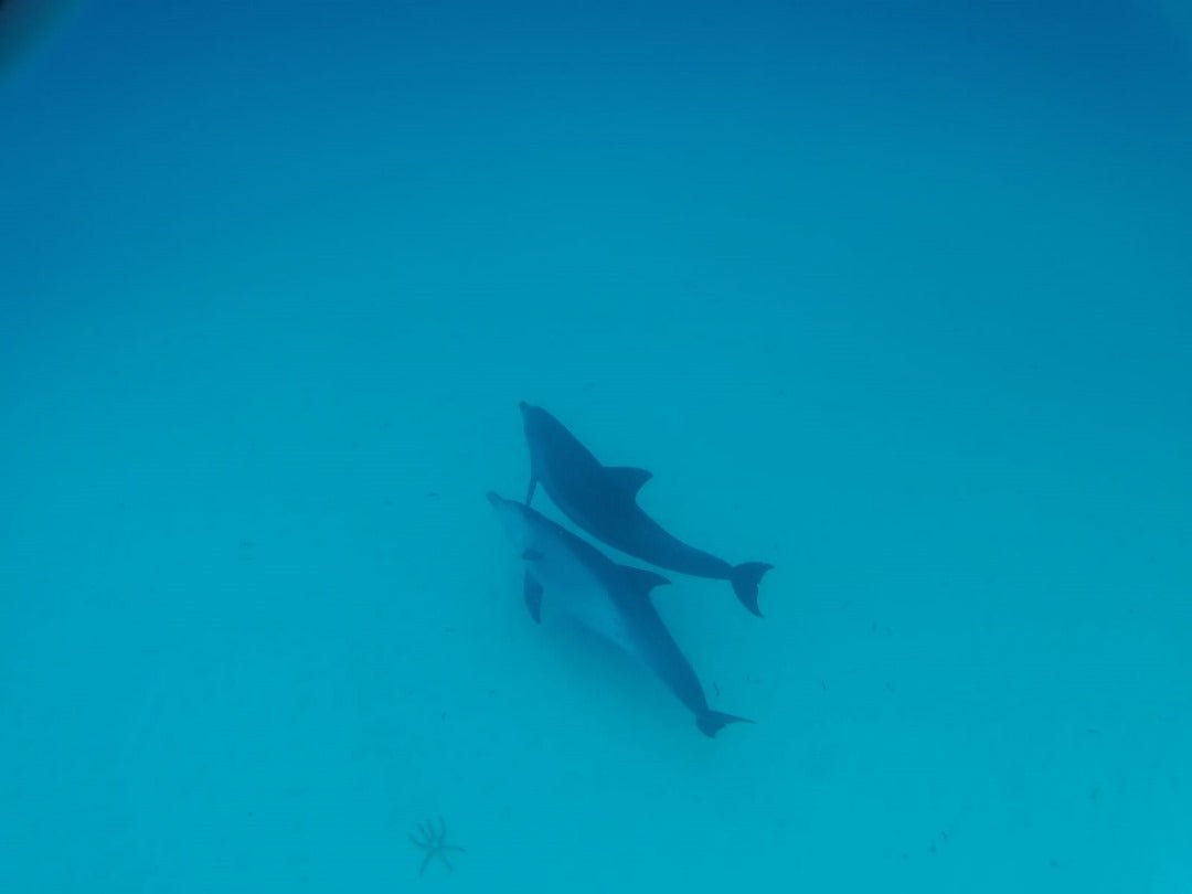 Zanzibar: Mnemba Reef Snorkeling and Dolphin Tour with Lunch on the Island