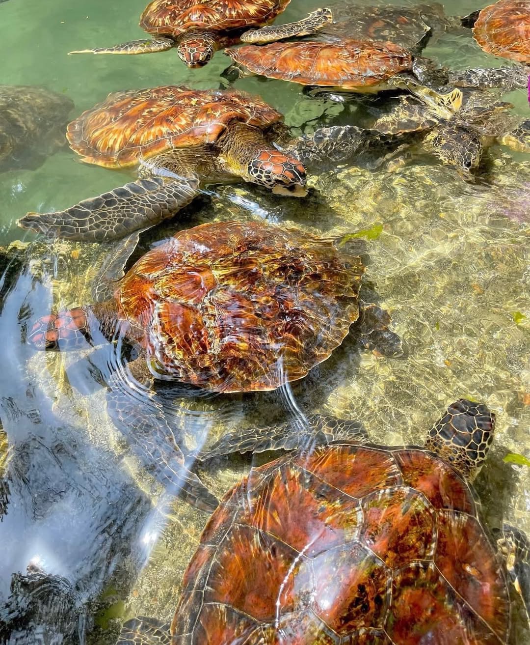 Zanzibar: Nungwi Kilosa Zoo and Baraka Aquarium Private Tour