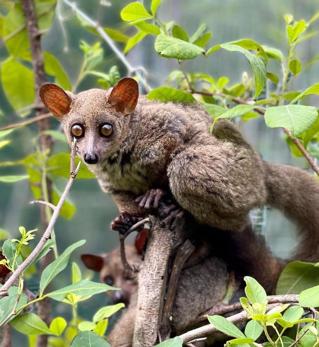 Zanzibar: Nungwi Kilosa Zoo and Baraka Aquarium Private Tour