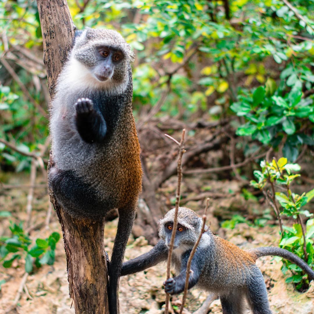 Zanzibar: Nungwi Kilosa Zoo and Baraka Aquarium Private Tour