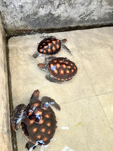 Zanzibar: Nungwi Village and Turtle Lagoon Tour with Boat Yard Visit