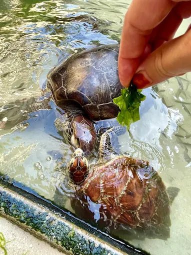 Zanzibar: Nungwi Village and Turtle Lagoon Tour with Boat Yard Visit
