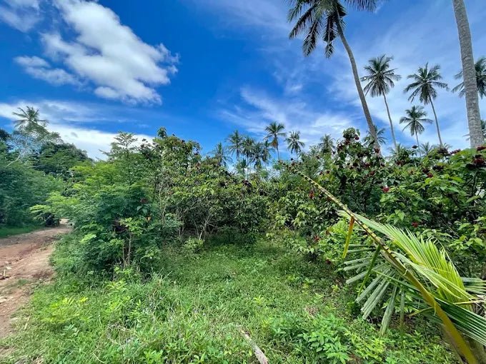 Zanzibar: Organic Spice Farm Guided Tour with Tasting and Lunch