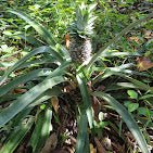 Zanzibar: Organic Spice Farm Guided Tour with Tasting and Lunch