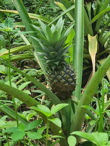Zanzibar: Organic Spice Farm Guided Tour with Tasting and Lunch