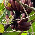 Zanzibar: Organic Spice Farm Guided Tour with Tasting and Lunch