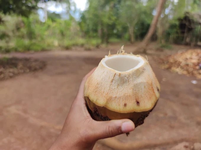 Zanzibar: Organic Spice Farm Guided Tour with Tasting and Lunch