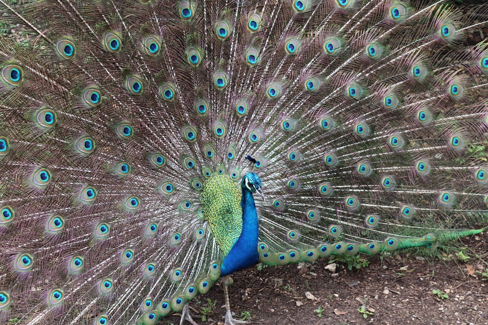 Zanzibar: Prison Island and Nakupenda Sandbank Day Trip from Nungwi or Kendwa