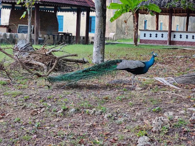 Zanzibar: Prison Island and Nakupenda Sandbank Full - Day Tour with Snorkeling and Seafood Lunch
