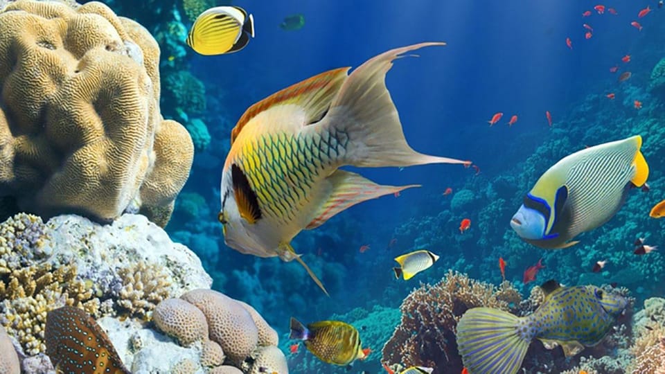 Zanzibar: Prison Island and Nakupenda Sandbank Tour with Seafood Lunch