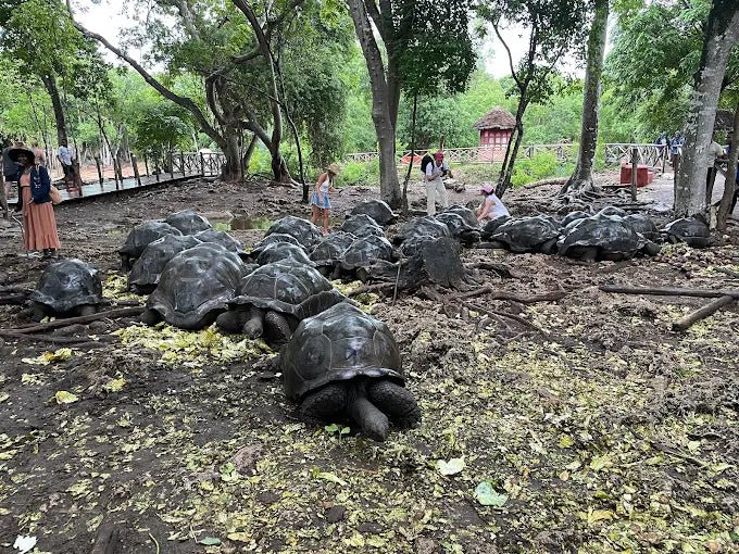 Zanzibar: Prison Island Snorkeling Tour and See Giant Tortoises