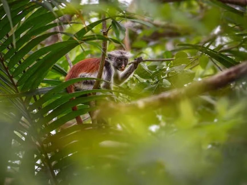 Zanzibar: Private Day Tour with Mnemba Snorkeling, Dolphins, Turtles and Jozani Forest