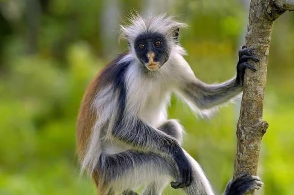 Zanzibar: Private Day Tour with Mnemba Snorkeling, Dolphins, Turtles and Jozani Forest