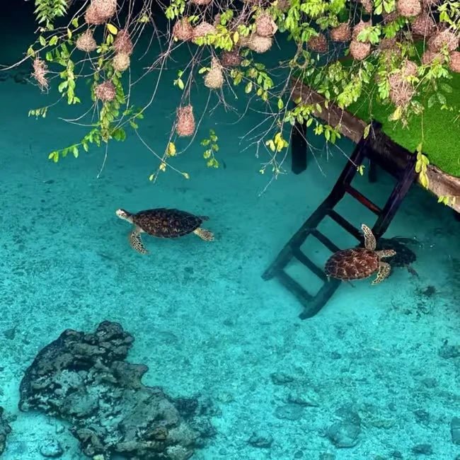 Zanzibar: Private Day Tour with Mnemba Snorkeling, Dolphins, Turtles and Jozani Forest