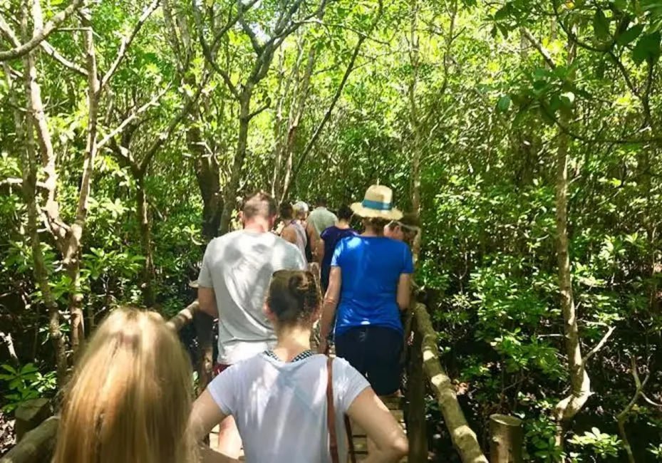 Zanzibar: Private Day Tour with Mnemba Snorkeling, Dolphins, Turtles and Jozani Forest