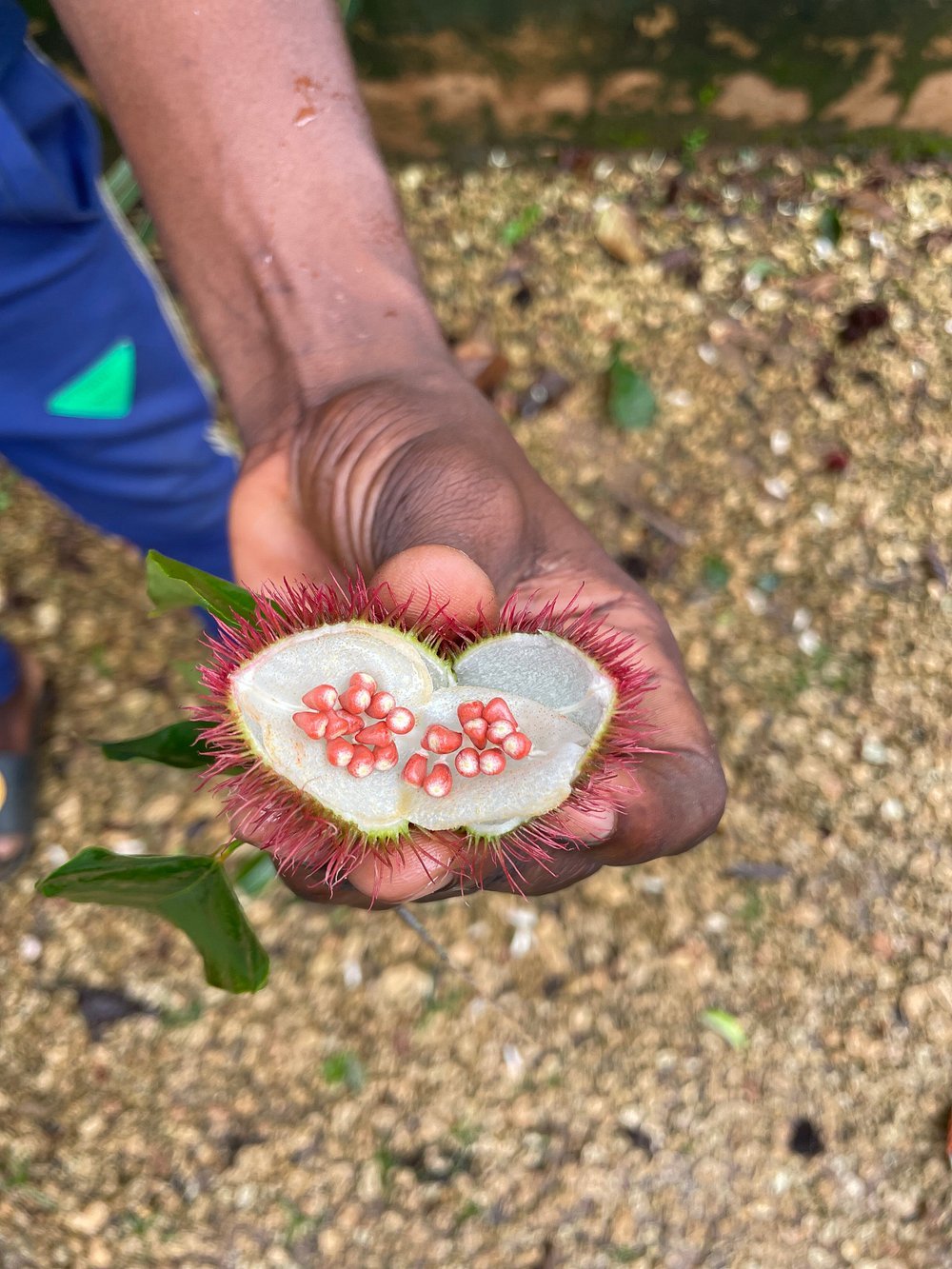 Zanzibar: Private Guided Spice Farm and Stone Town Walking Tour