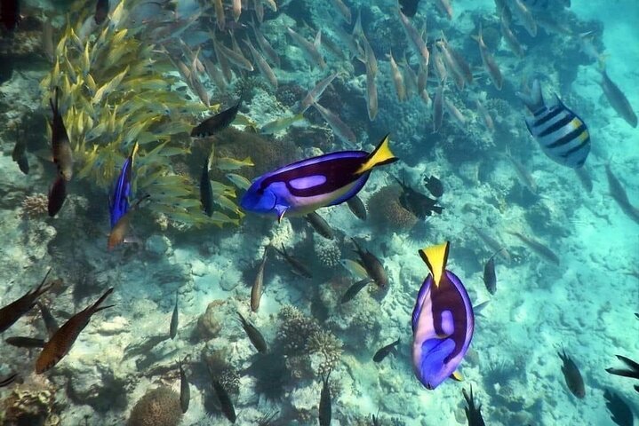 Zanzibar: Private Mnemba Island Snorkeling Tour with Hotel Pickup