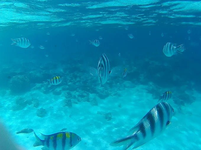 Zanzibar: Private Nakupenda Sandbank Boat Tour with Seafood Lunch for Couples