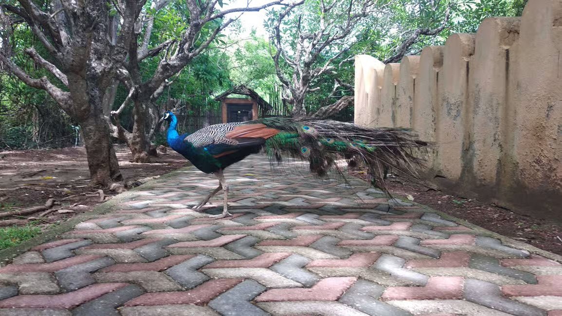 Zanzibar: Private Prison Island Tour with Snorkeling Boat Trip