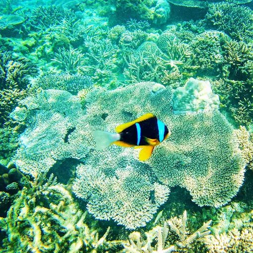 Zanzibar: Private Snorkeling Boat Tour to Tumbatu Island Reefs