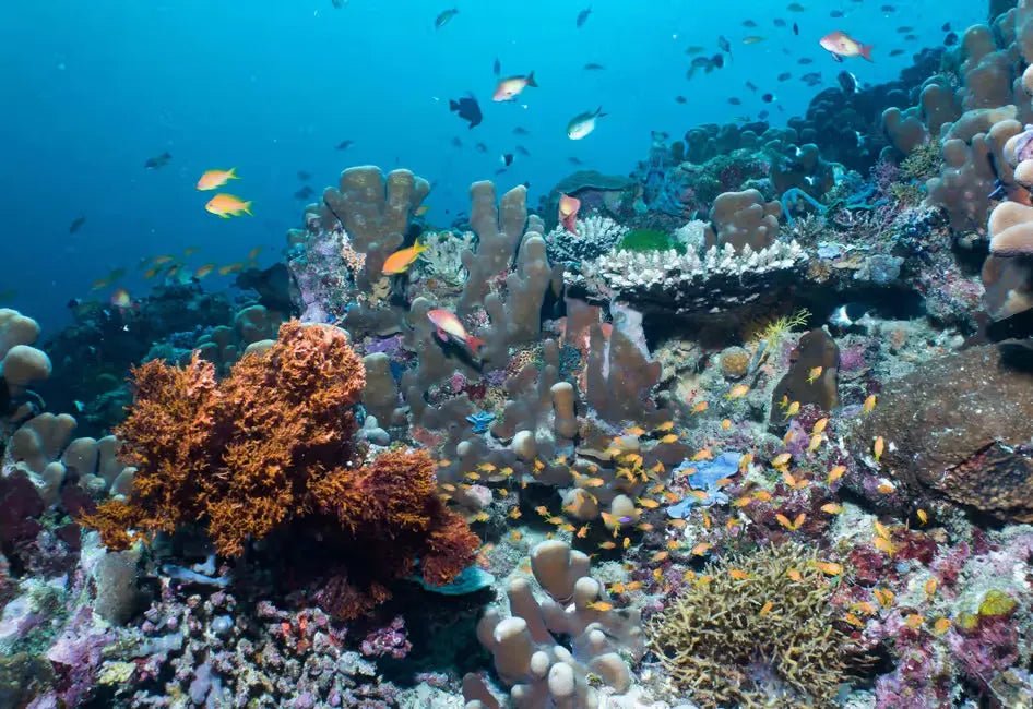 Zanzibar: Private Snorkeling Trip to Tumbatu Island from Nungwi or Kendwa