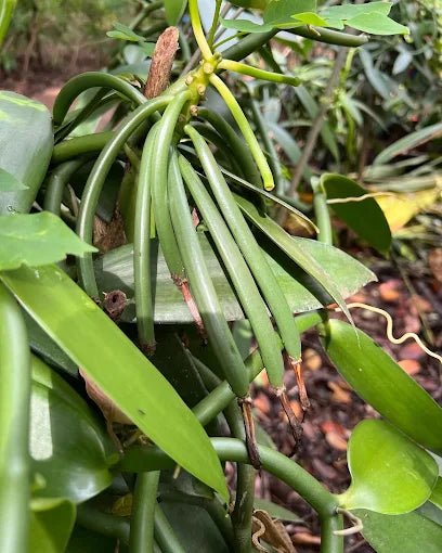Zanzibar: Private Spice Farm Walking Tour with Hotel Pickup
