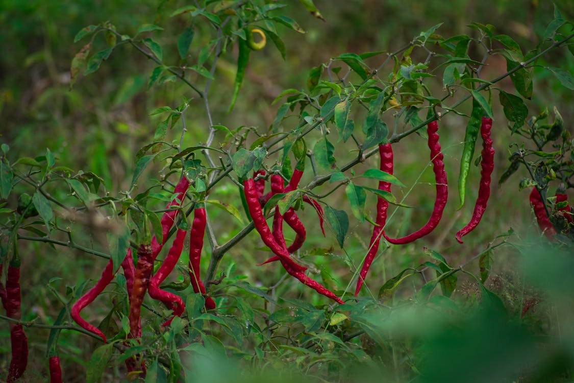 Zanzibar: Private Spice Farm Walking Tour with Hotel Pickup