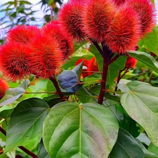 Zanzibar: Private Spice Farm Walking Tour with Hotel Pickup