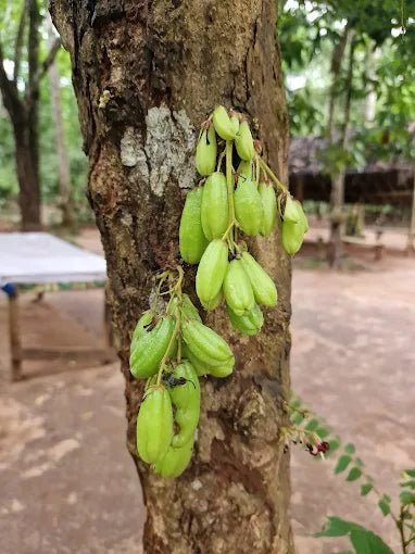 Zanzibar: Private Spice Farm Walking Tour with Hotel Pickup