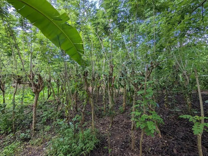 Zanzibar: Private Spice Farm Walking Tour with Hotel Pickup