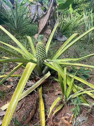Zanzibar: Private Spice Farm Walking Tour with Hotel Pickup