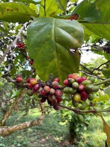 Zanzibar: Private Spice Farm Walking Tour with Hotel Pickup