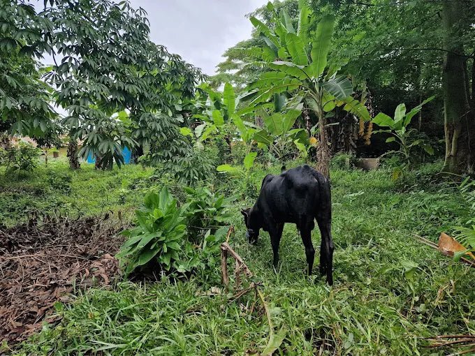 Zanzibar: Private Spice Farm Walking Tour with Hotel Pickup