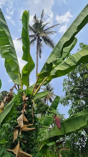 Zanzibar: Private Spice Farm Walking Tour with Hotel Pickup