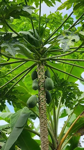 Zanzibar: Private Spice Farm Walking Tour with Hotel Pickup