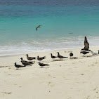 Zanzibar: Pungume Sandbank Sailboat Tour with Snorkeling and BBQ Lunch