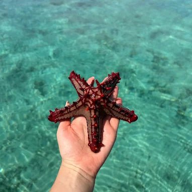 Zanzibar: Pungume Sandbank Sailboat Tour with Snorkeling and BBQ Lunch