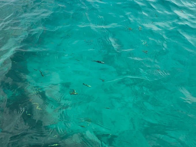 Zanzibar: Pungume Sandbank Sailboat Tour with Snorkeling and BBQ Lunch
